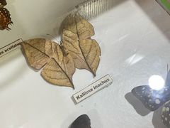-上海大自然野生昆虫馆(东方明珠·爬宠昆虫探索中心)