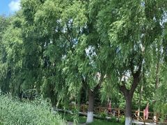 -白渔泡湿地公园