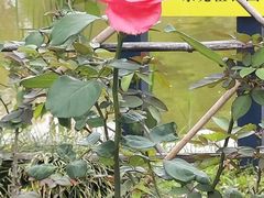 -东莞植物园
