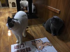 -喵园·猫主题咖啡厅·撸猫·猫咖(国贸店)
