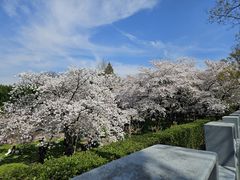 -嘉定紫藤园