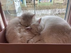 -名猫咖啡馆·撸猫·拼豆