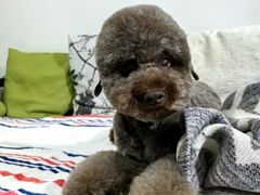 -FAELING PETS美天灵宠物(富力广场店)