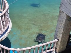 -广东惠东海龟国家级自然保护区