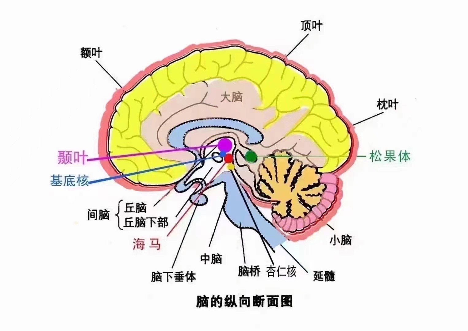 大脑发育 进程图片