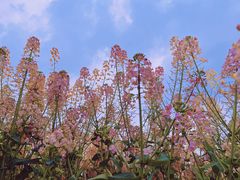 -中国天府农业博览园