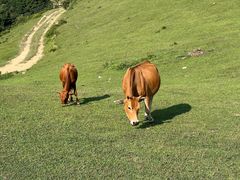 -大姆山草场