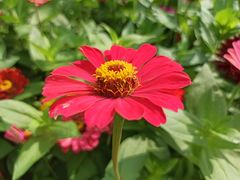 -大宁郁金香公园-停车场