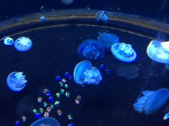 -芜湖新华联大白鲸海洋公园