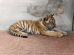 -西霞口神雕山野生动物世界