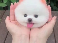 -小杨生煎(金山百联购物中心3楼店)