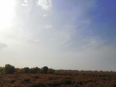-金塔沙漠胡杨林景区