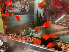 -朱光玉火锅馆(正弘城店)