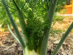 -中国天府农业博览园