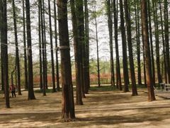 -渡海小渔村.老辈日照菜