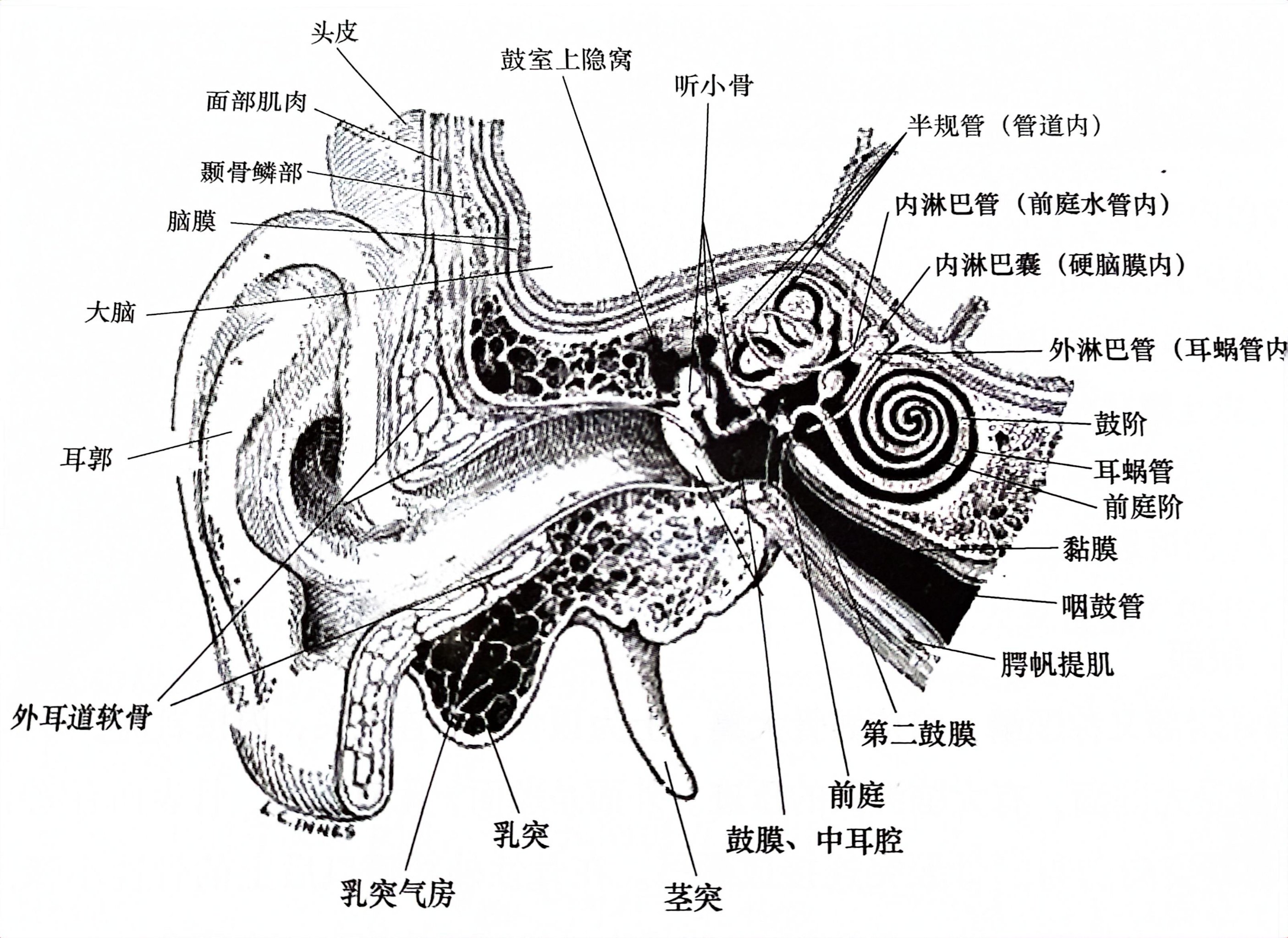 听觉神经分布图图片