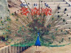 -栾川竹海野生动物园