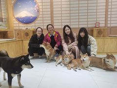 -柴源莊·柴小宠柴犬咖啡