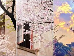 -武汉大学-樱园