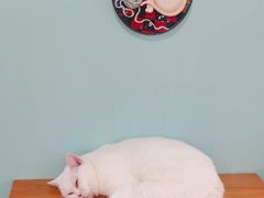 -猫小院猫主题餐厅(三里屯店)