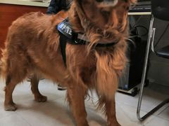 -艾贝尔宠物医院·狂犬免疫点(江山金象城店)