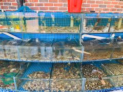 水产区-蟹谢蒸鲜自助餐厅
