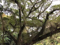 -广州市石门国家森林公园