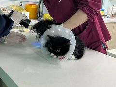-北京观赏动物医院·24小时大型综合·猫专科·异宠专科