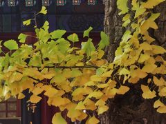 -红螺寺