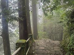-天目山大树王景区