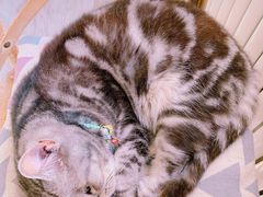 -海边的猫和咖啡馆