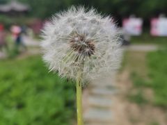 -北京麋鹿生态实验中心