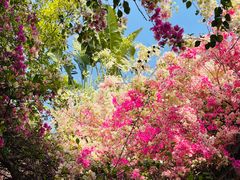 -深圳国际园林花卉博览园