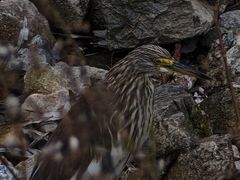 -牛背梁国家森林公园