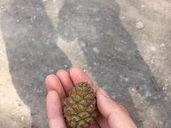 -五龙城郊森林公园