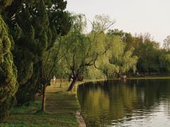 -上海共青森林公园