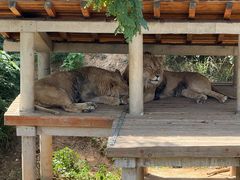 -石家庄市动物园