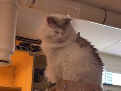 -平行世界·猫咖(首经贸店)