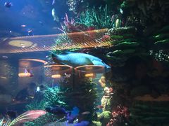 -迪拜帆船酒店海底餐厅