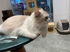 -瞄一喵猫咖(格力海岸店)