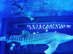 -烟台海昌鲸鲨海洋公园