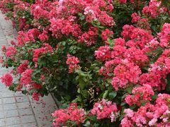 -杭州城北体育公园