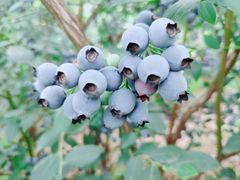 -金谷域澳洲庄园