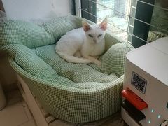 -楼上猫咖(罗湖店)