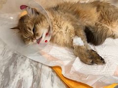 -宠爱国际动物医院· 猫科· 外科·中兽医(长白店)