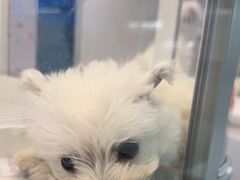 -翊宠yipet猫狗购宠庄园