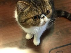 -李小姐の猫咖啡馆(五角场店)