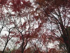 -秋霞圃