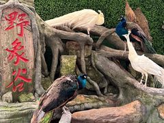 -野象谷景区