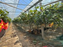 -马陆小张葡萄园农家乐